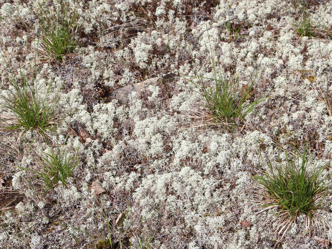 Image of Carex fuscidula specimen.