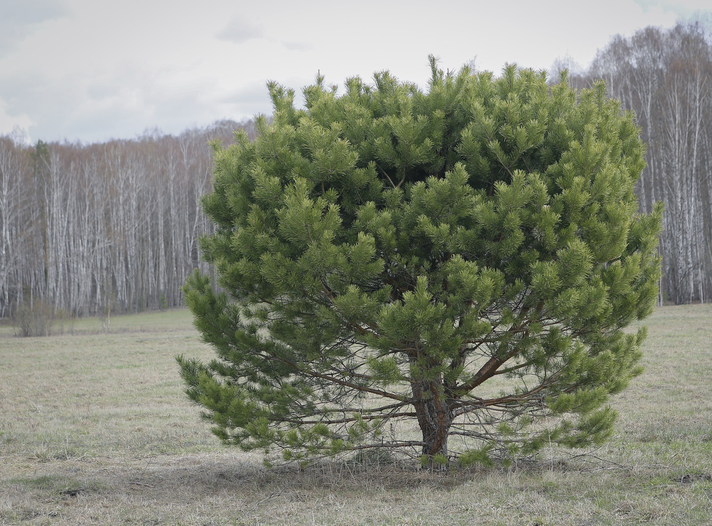 Изображение особи Pinus sylvestris.