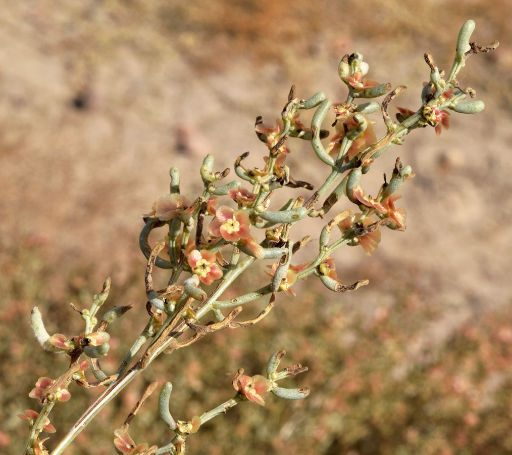 Image of Iljinia regelii specimen.