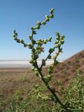 Salsola orientalis. Веточка с цветками (var. glabra). Южный Казахстан, вост. предгорья хр. Сырдарьинский Каратау, Закаратауская равнина (возвышенность), сев. побережье оз. Ащиколь, склон чинка южной экспозиции, пестроцветы. 26 июня 2022 г.