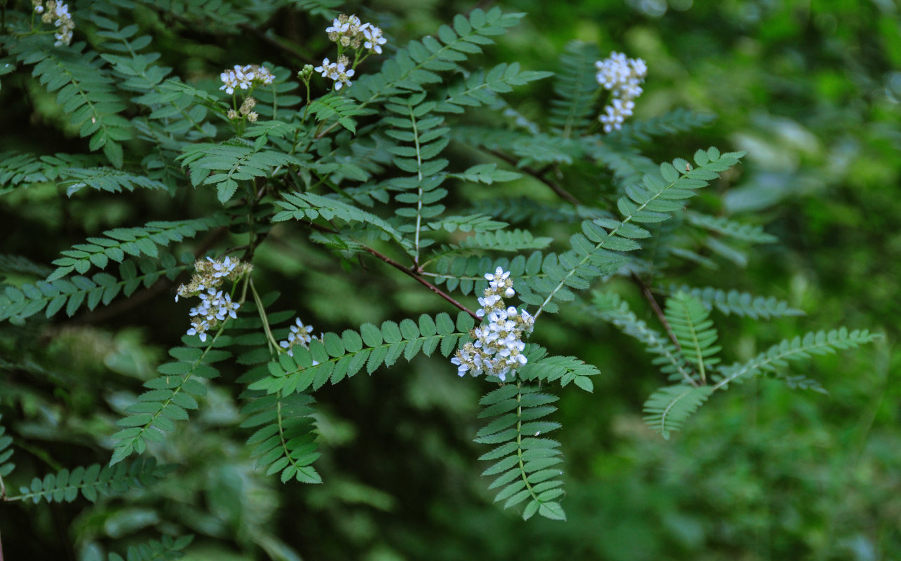 Изображение особи Sorbus koehneana.