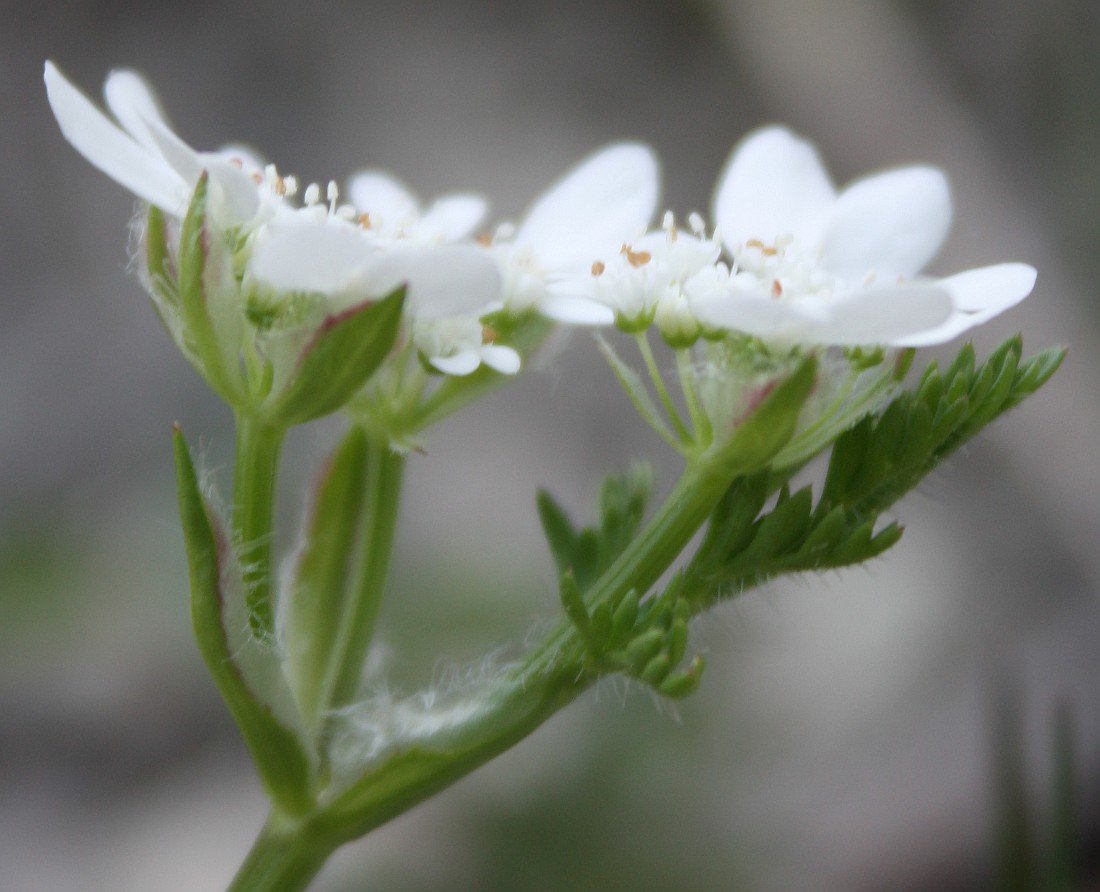 Изображение особи Orlaya daucoides.