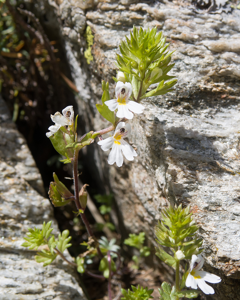 Image of Euphrasia petiolaris specimen.