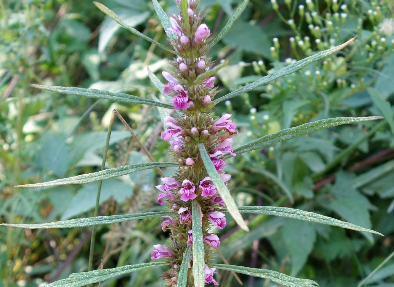 Изображение особи Leonurus japonicus.