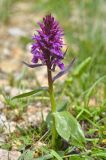 Dactylorhiza euxina. Цветущее растение. Республика Северная Осетия-Алания, Ирафский р-н, Большой Кавказ, левый борт ущелья Бартуидон, гребень боковой морены ледника Бартуицете в р-не оз. Маскутицад, ≈ 2850 м н.у.м., альпийский луг. 11.07.2021.