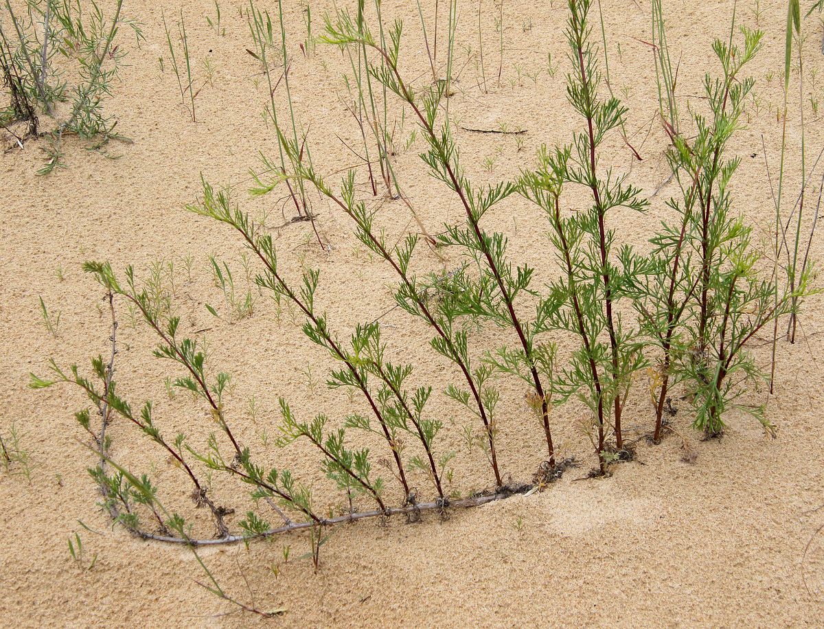 Image of Artemisia arenaria specimen.