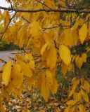 Смотреть изображение Populus tristis