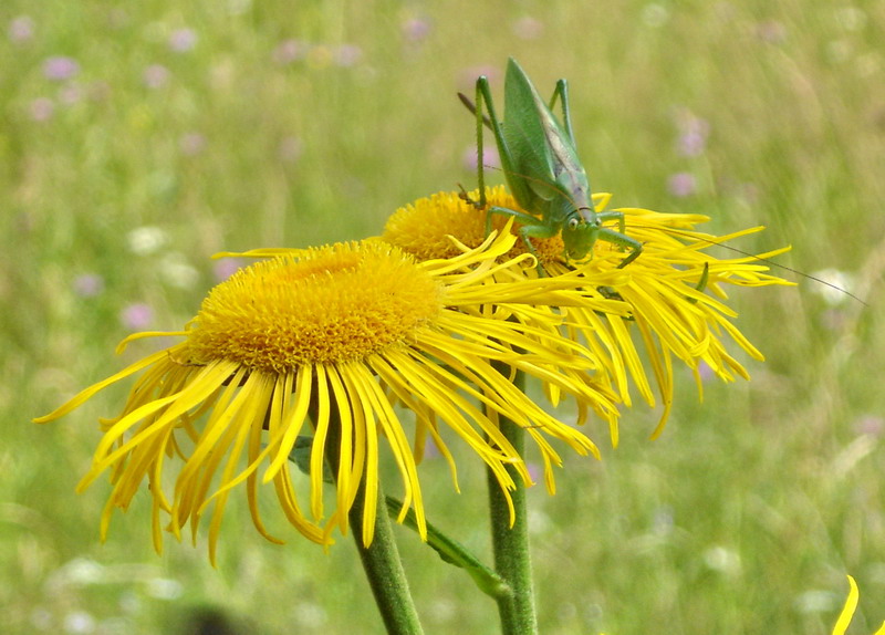 Изображение особи Telekia speciosa.