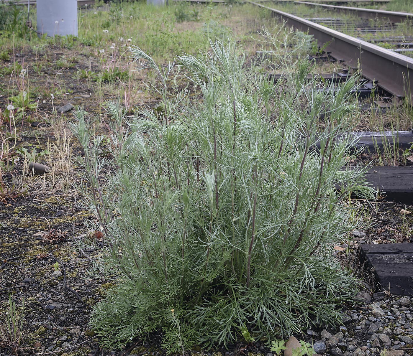 Image of Artemisia campestris specimen.