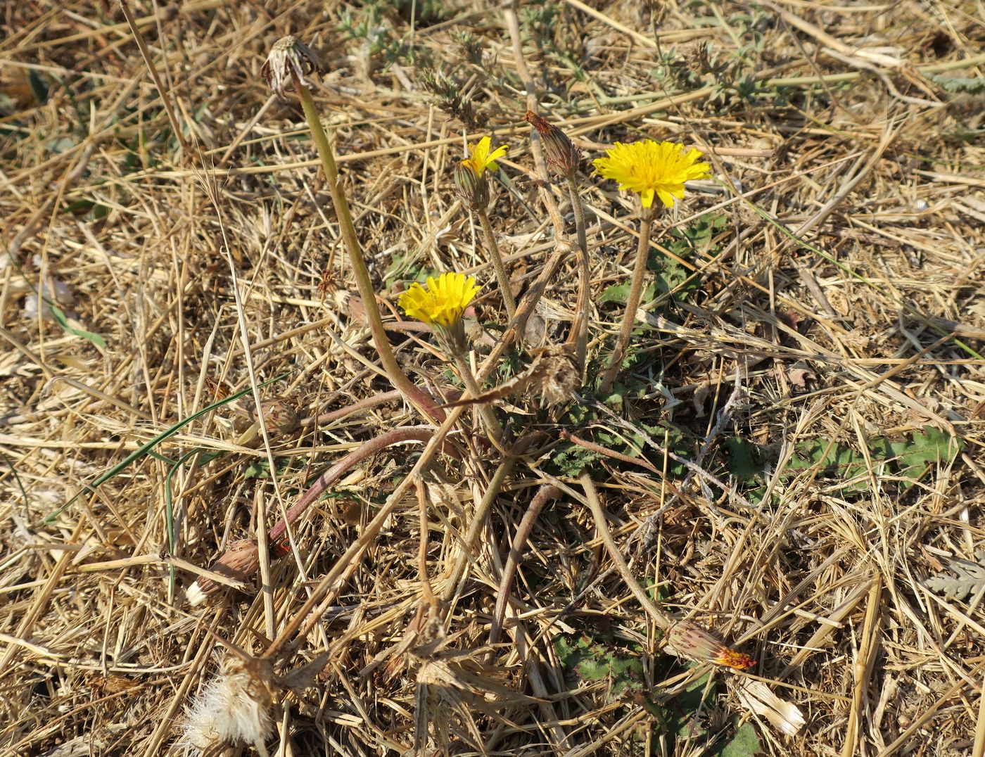 Image of genus Taraxacum specimen.