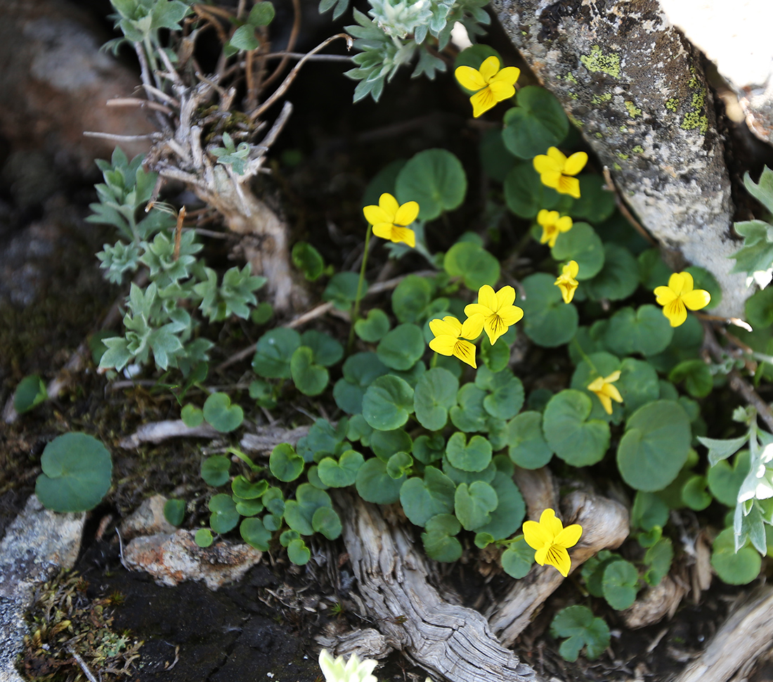 Image of Viola biflora specimen.