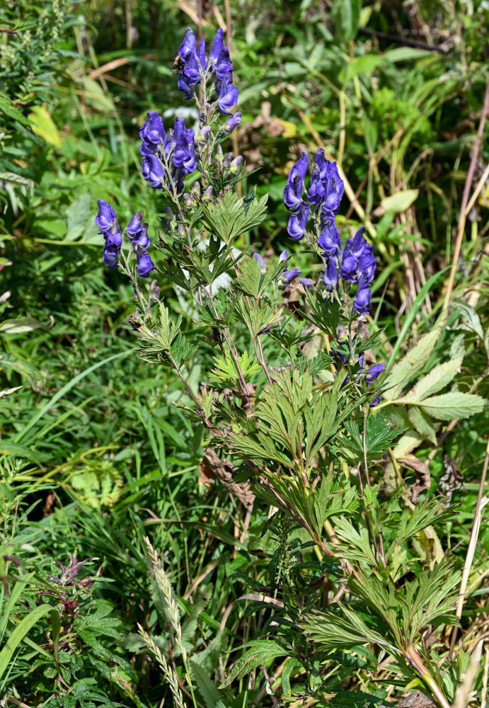 Image of Aconitum sachalinense specimen.