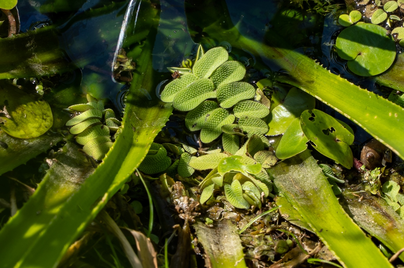 Image of Salvinia natans specimen.