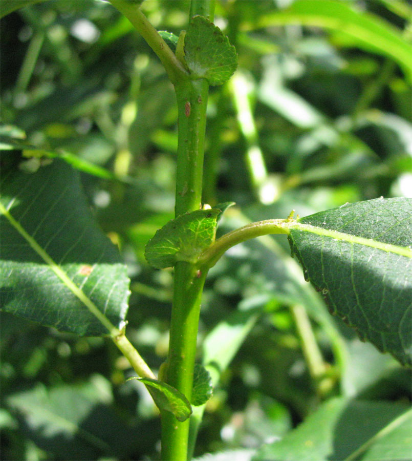 Изображение особи Salix &times; schumanniana.