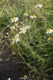 Смотреть изображение Anthemis melanoloma