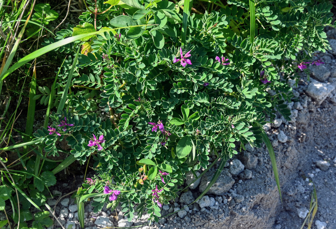 Image of Astragalus japonicus specimen.