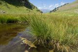 Carex elata. Плодоносящие растения. Карачаево-Черкесия, Урупский р-н, хр. Загедан, долина реки Загедан, ≈ 2100 м н.у.м., увлажнённый и частично затопленный осоковый луг в пойме реки, у небольшого озерка. 10.08.2023.