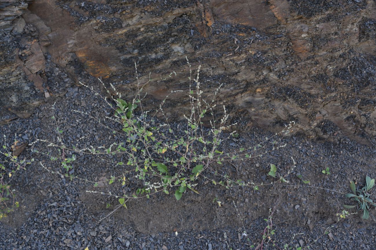 Image of Chenopodium sosnowskyi specimen.