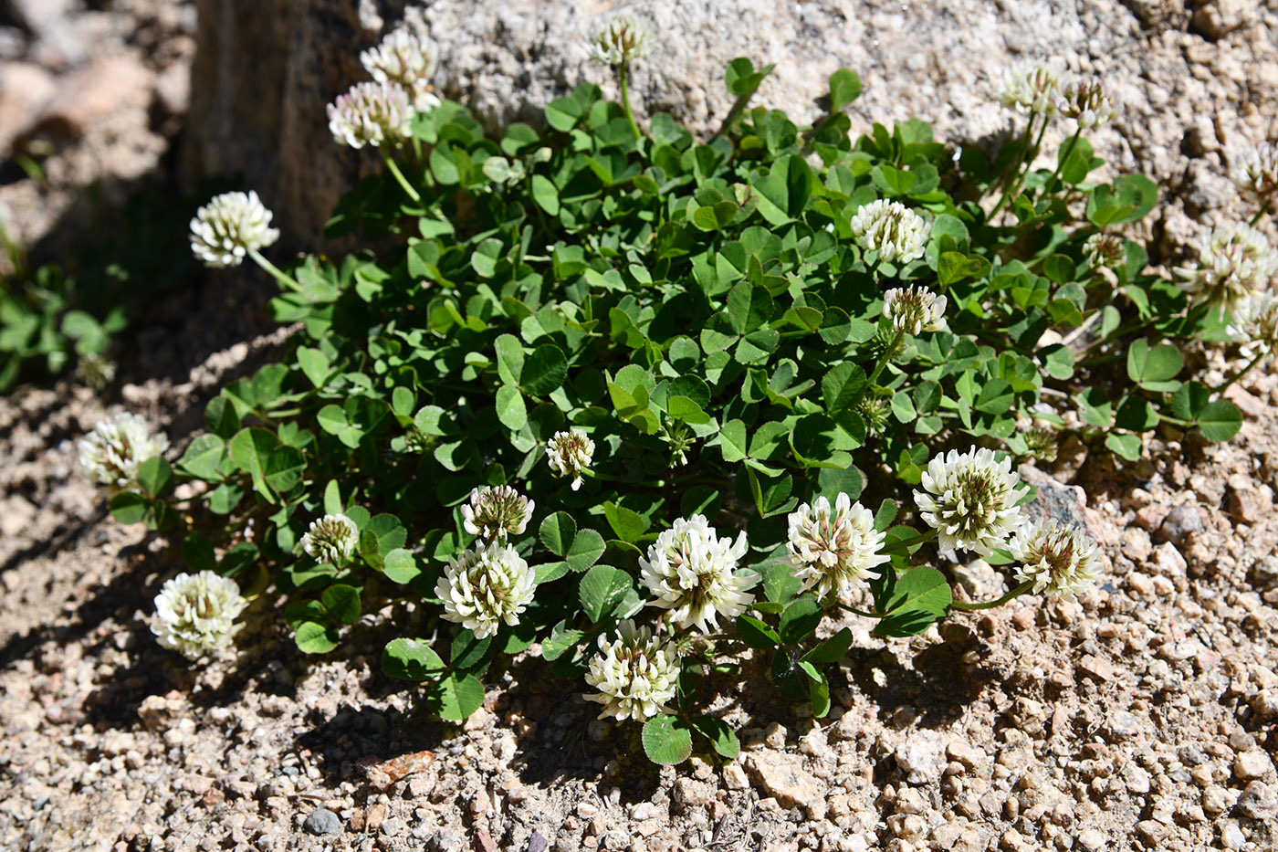 Изображение особи Trifolium repens.