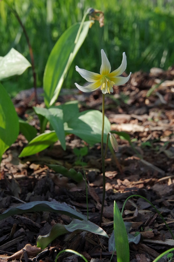 Image of Erythronium helenae specimen.