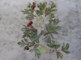 Смотреть изображение Crataegus androssovii