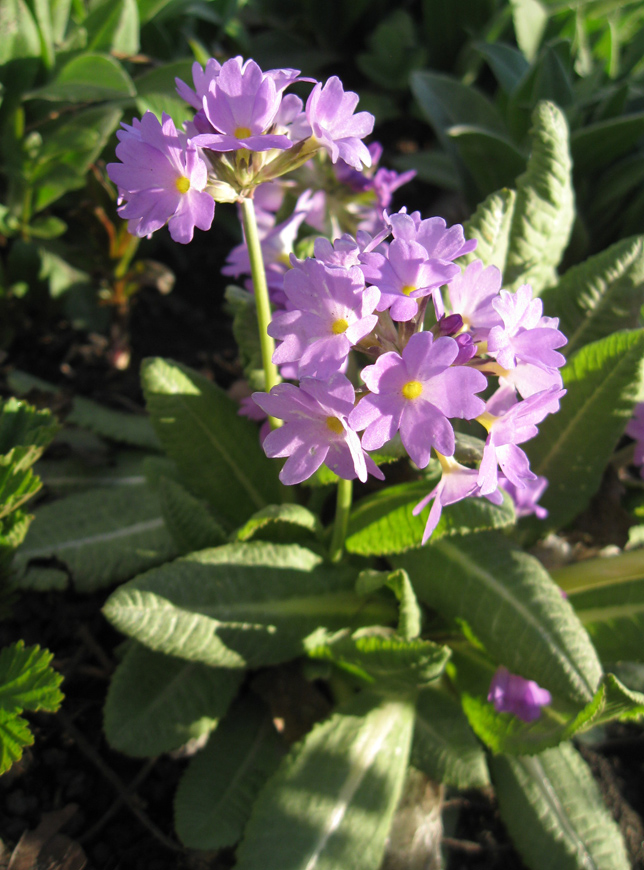 Изображение особи Primula denticulata.