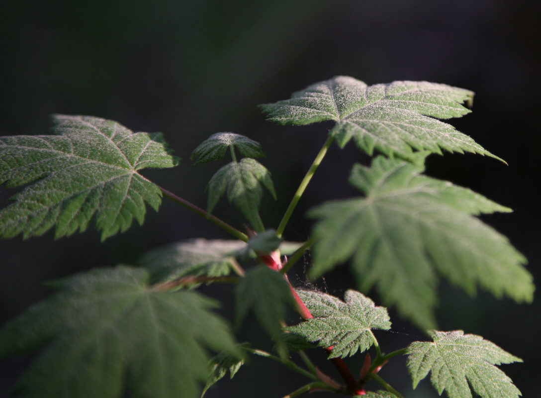 Image of Acer ukurunduense specimen.