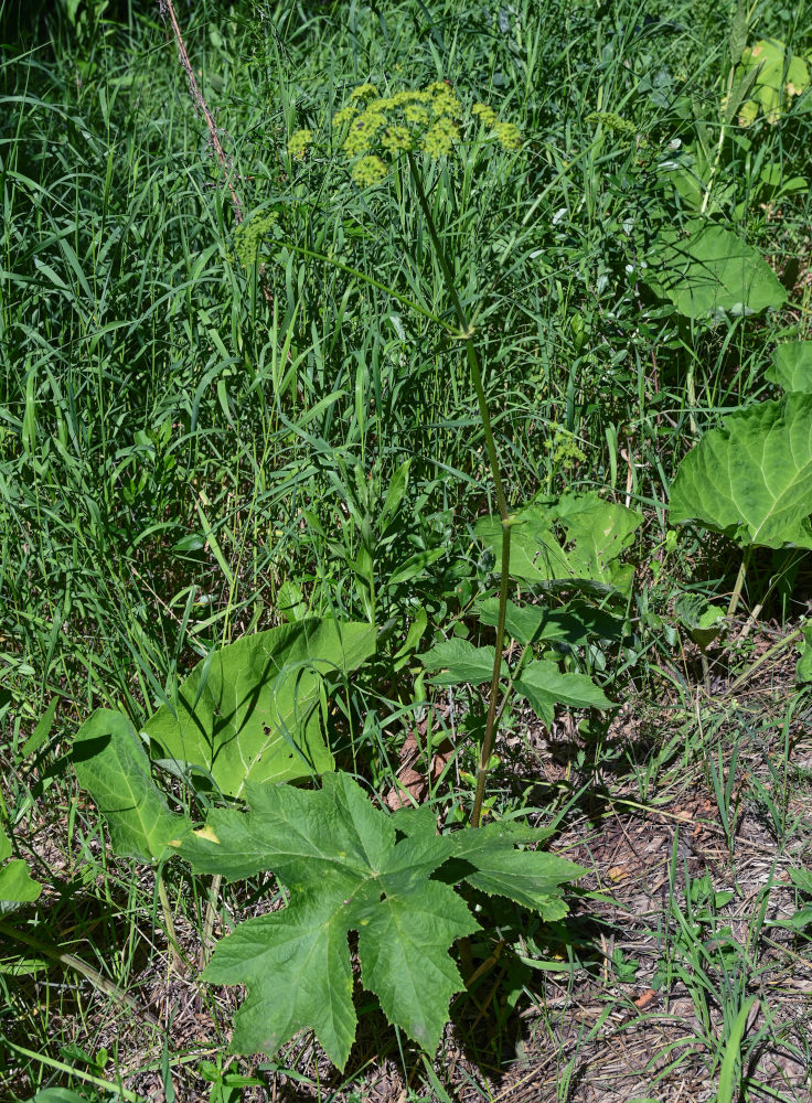 Изображение особи Heracleum sibiricum.