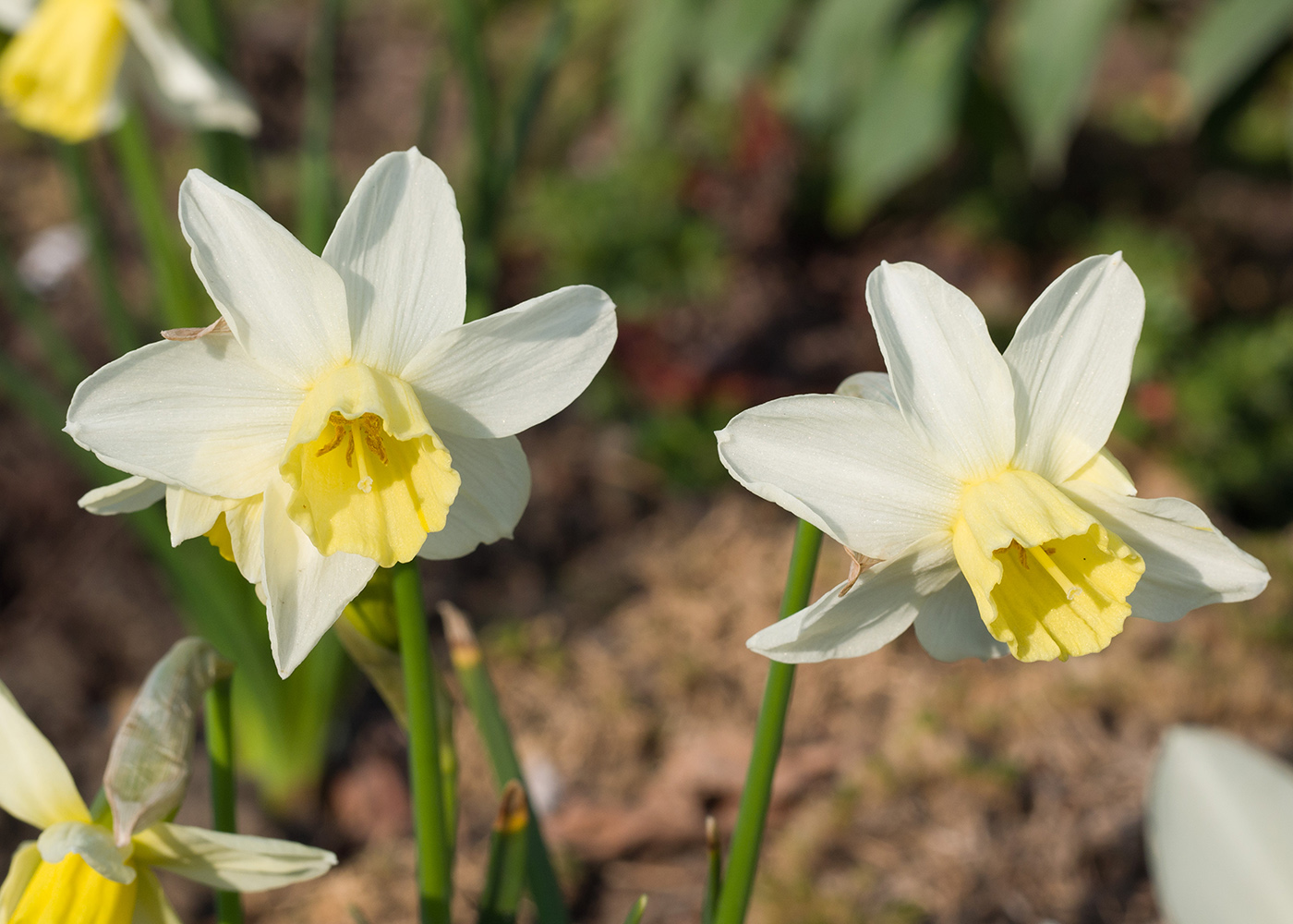 Изображение особи Narcissus pseudonarcissus.