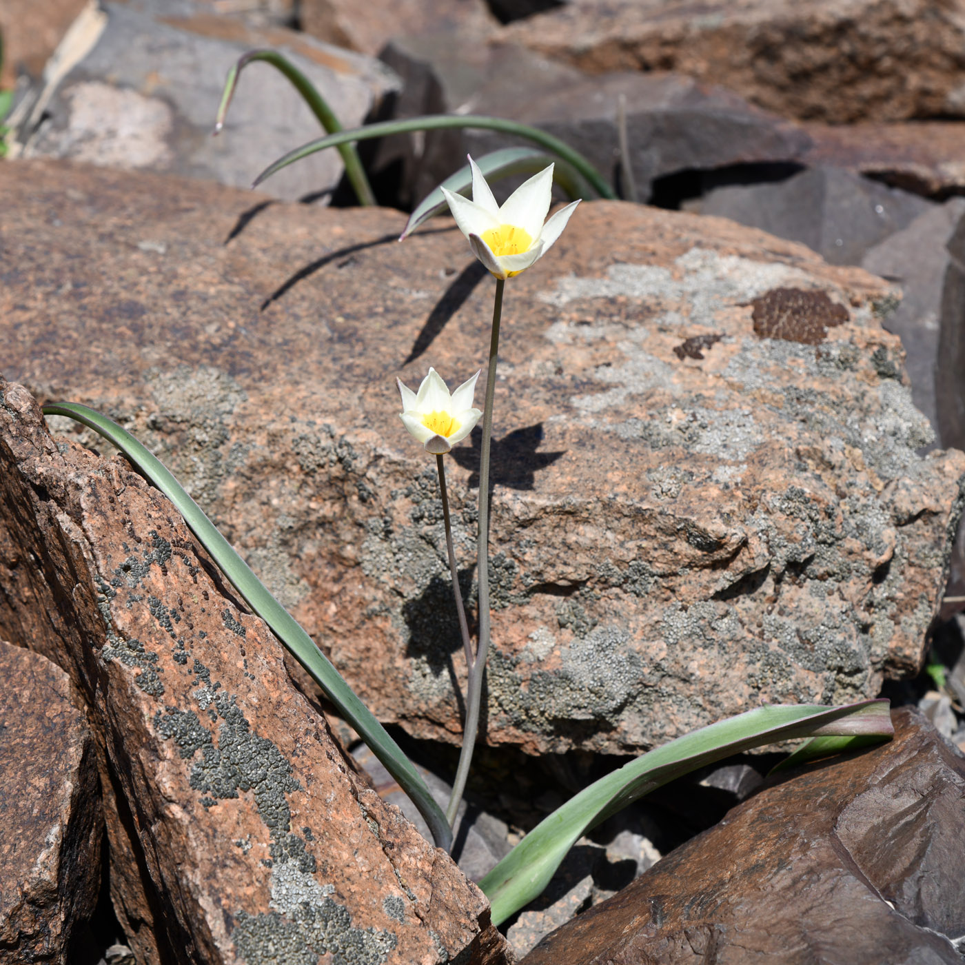 Image of Tulipa buhseana specimen.