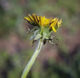 Смотреть изображение Taraxacum officinale