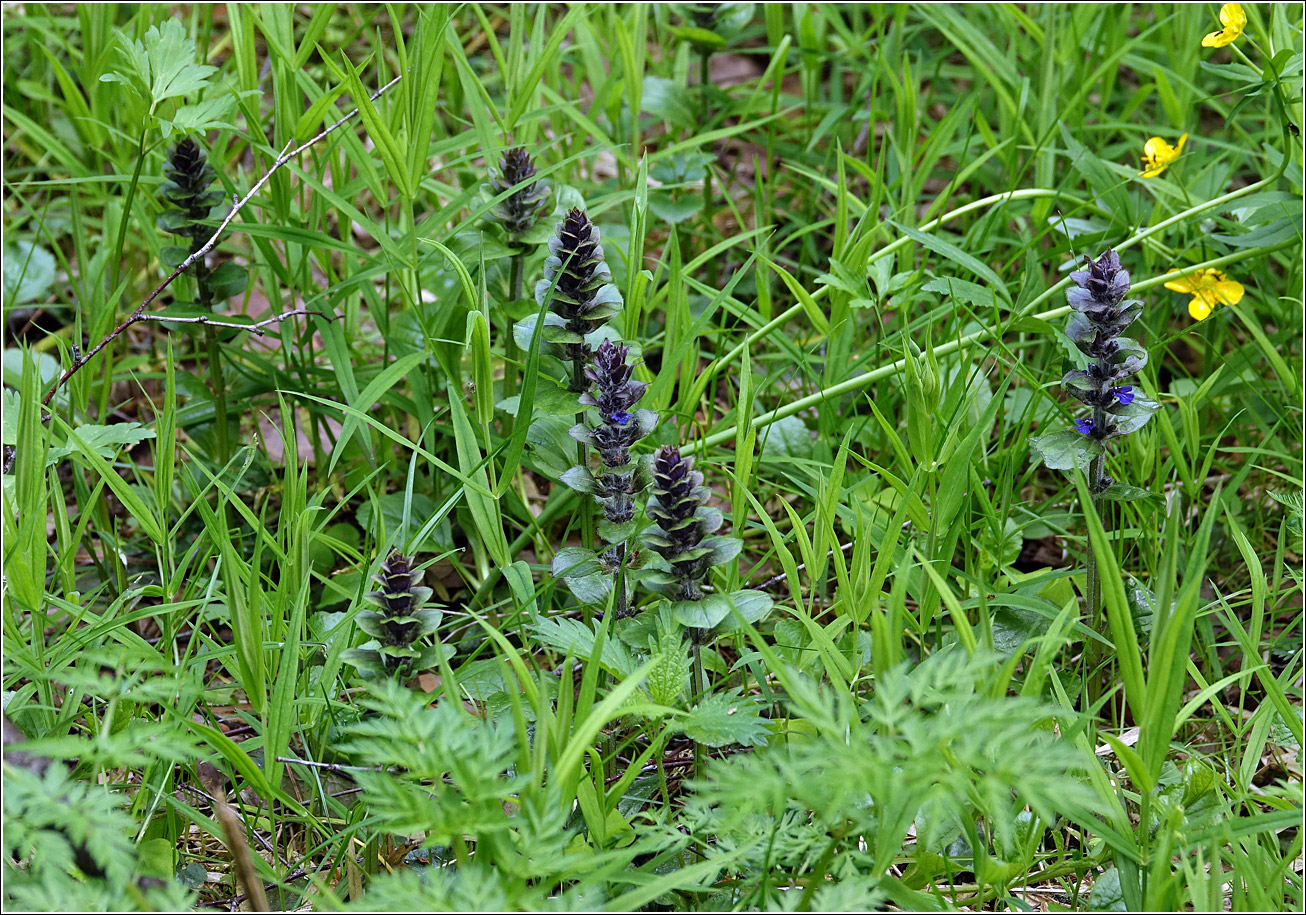 Image of Ajuga reptans specimen.