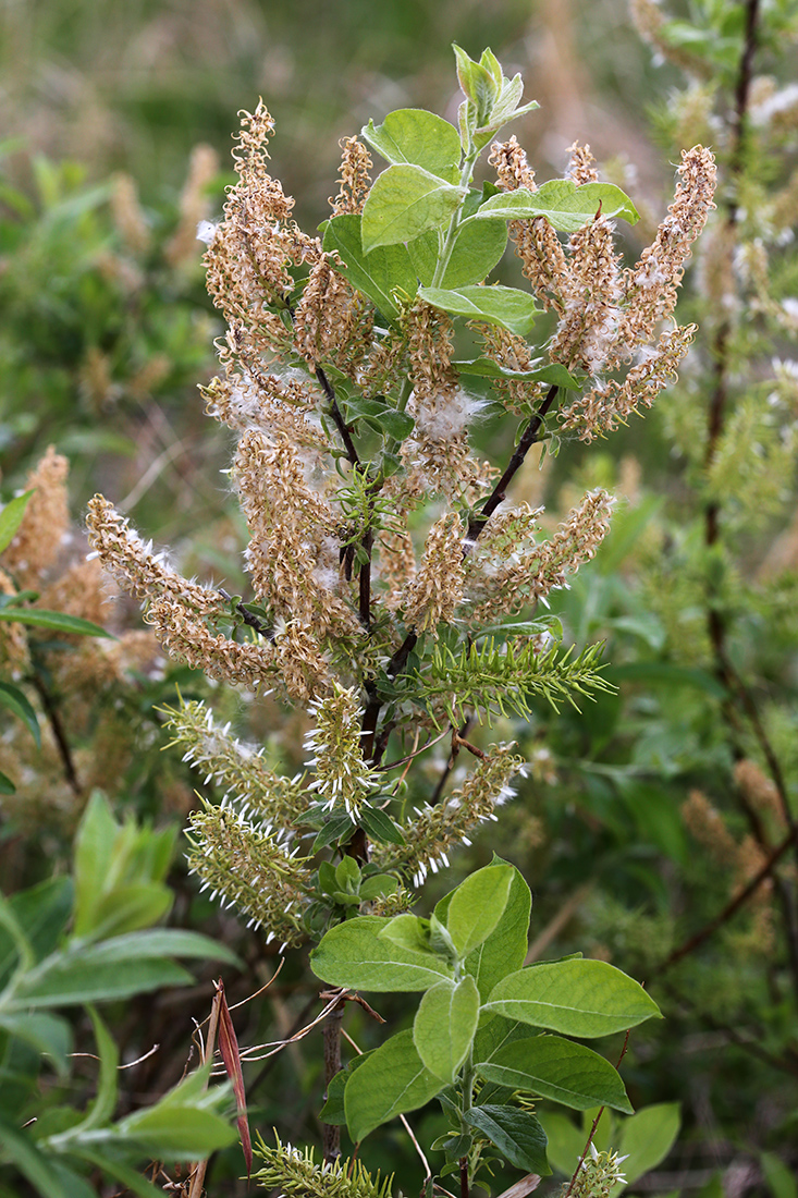 Изображение особи Salix bebbiana.