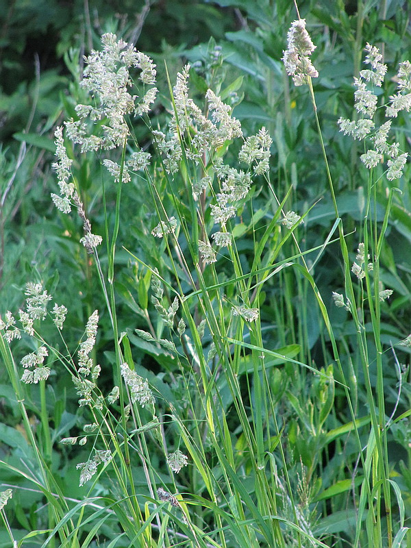 Изображение особи Dactylis glomerata.