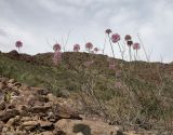 Allium caricifolium. Цветущие растения. Казахстан, Алматинская обл., Енбекшиказахский р-н, 4 км ЮВ с. Нура, горы Богуты, каменистая осыпь. 18 мая 2024 г.