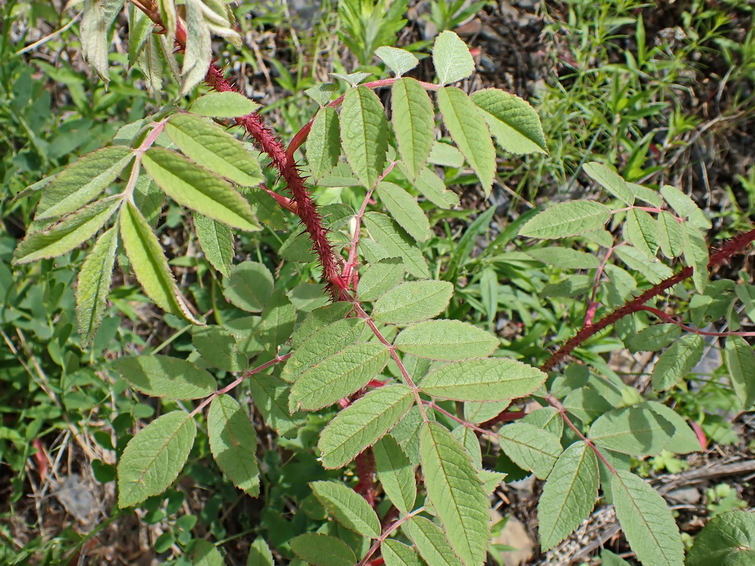 Image of Rosa acicularis specimen.