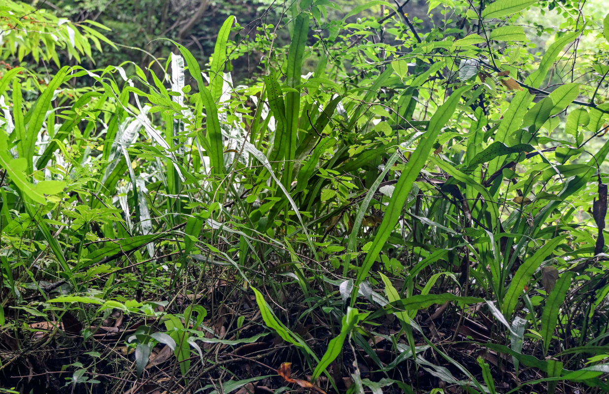 Image of Lepisorus fortuni specimen.