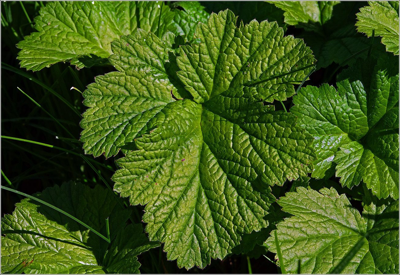 Image of Geum rivale specimen.