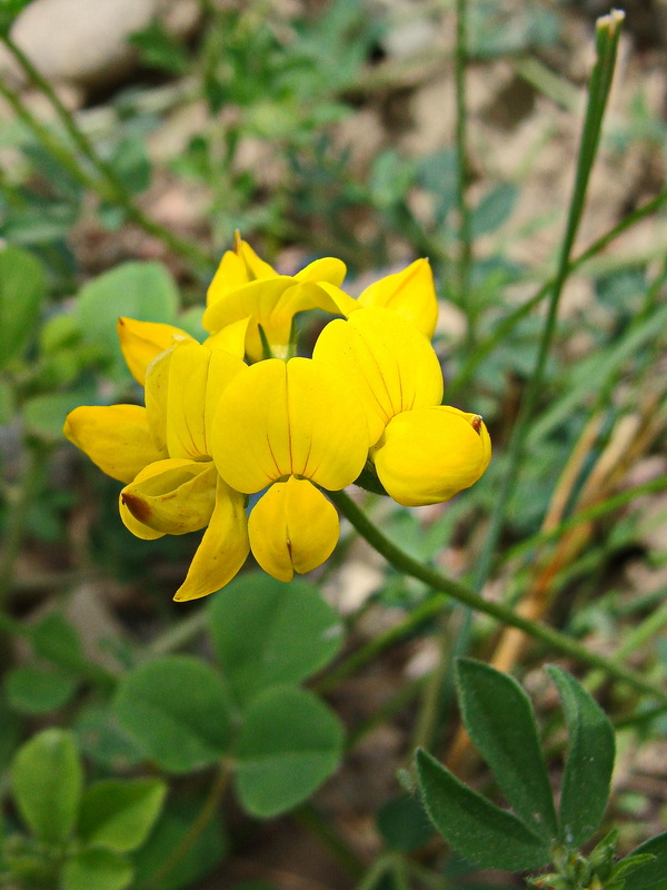 Image of Lotus corniculatus specimen.