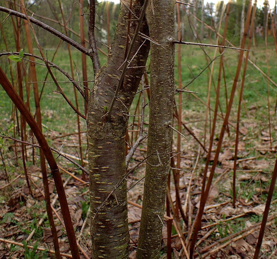 Изображение особи род Prunus.