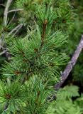 Pinus pumila