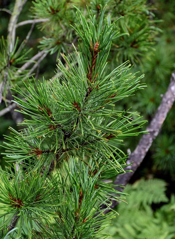 Image of Pinus pumila specimen.