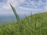 Phleum phleoides