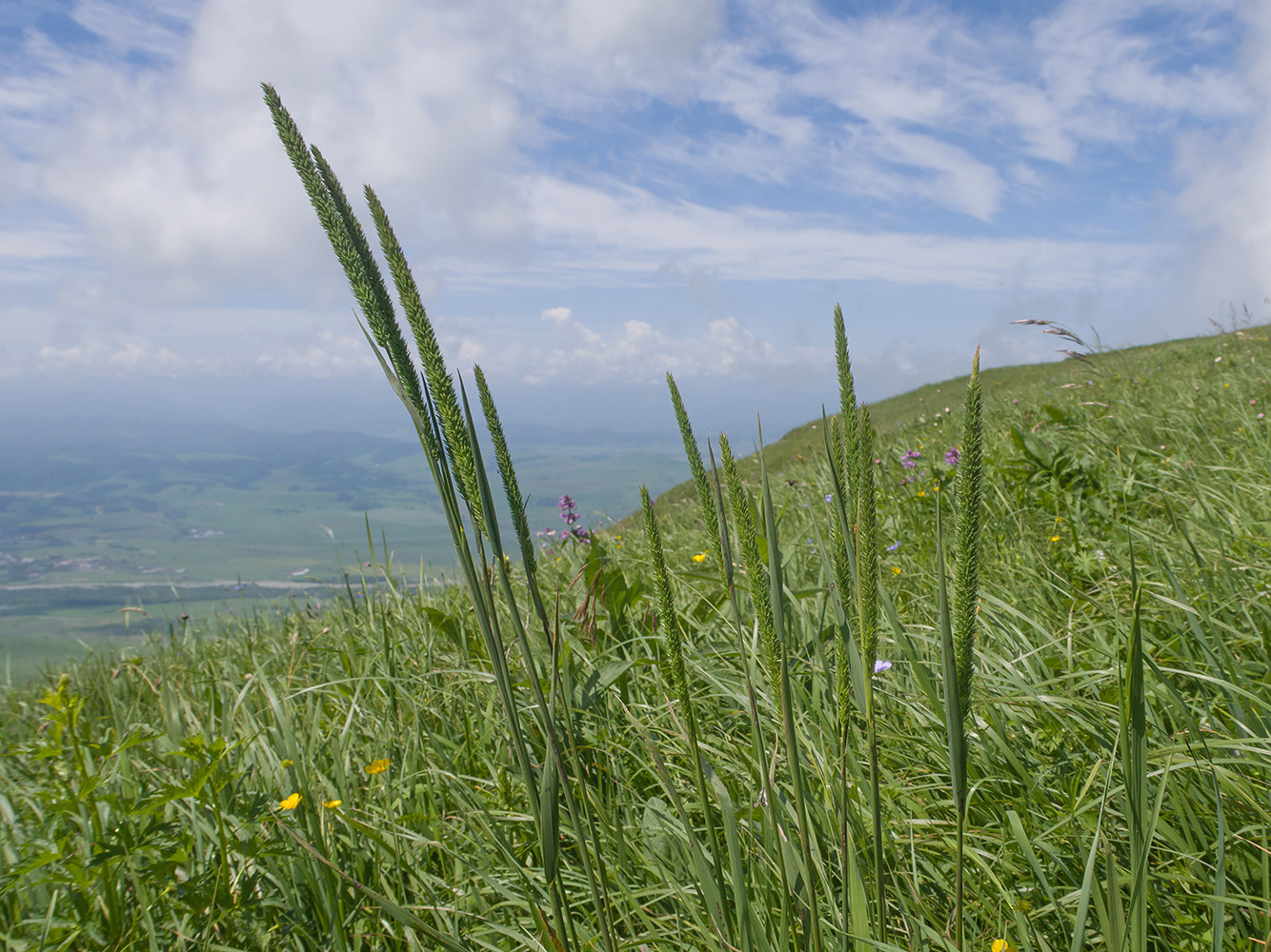 Image of Phleum phleoides specimen.