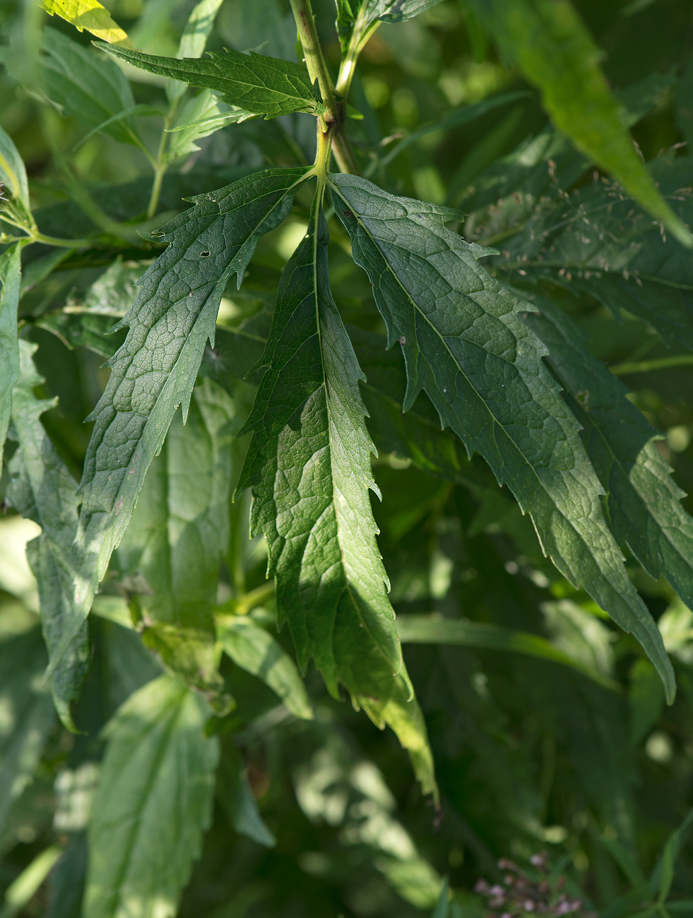 Image of Eupatorium cannabinum specimen.