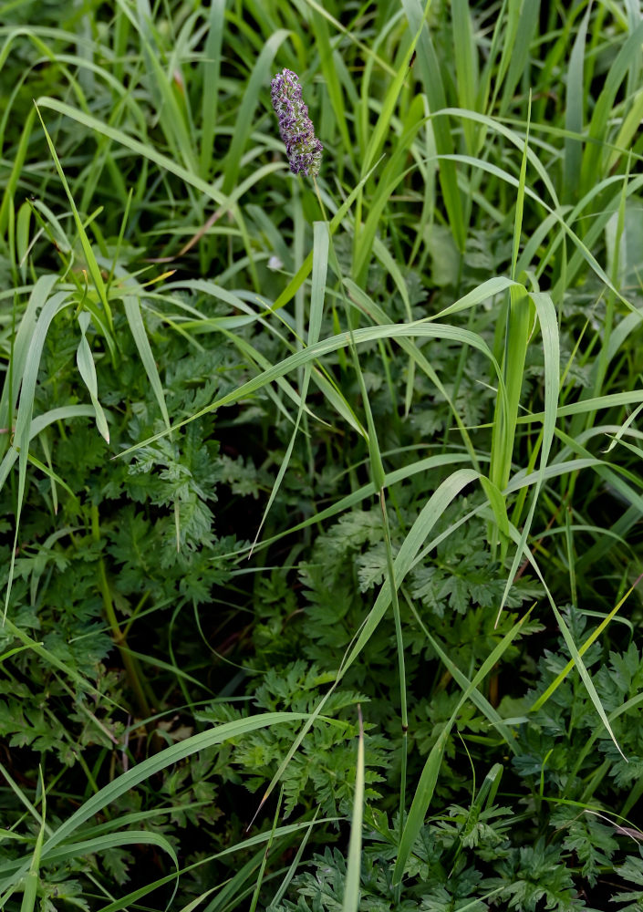 Image of Phleum pratense specimen.