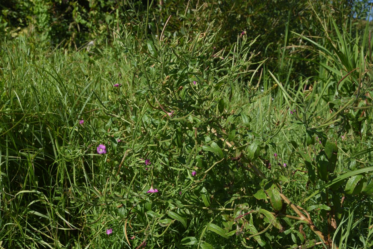 Image of genus Epilobium specimen.