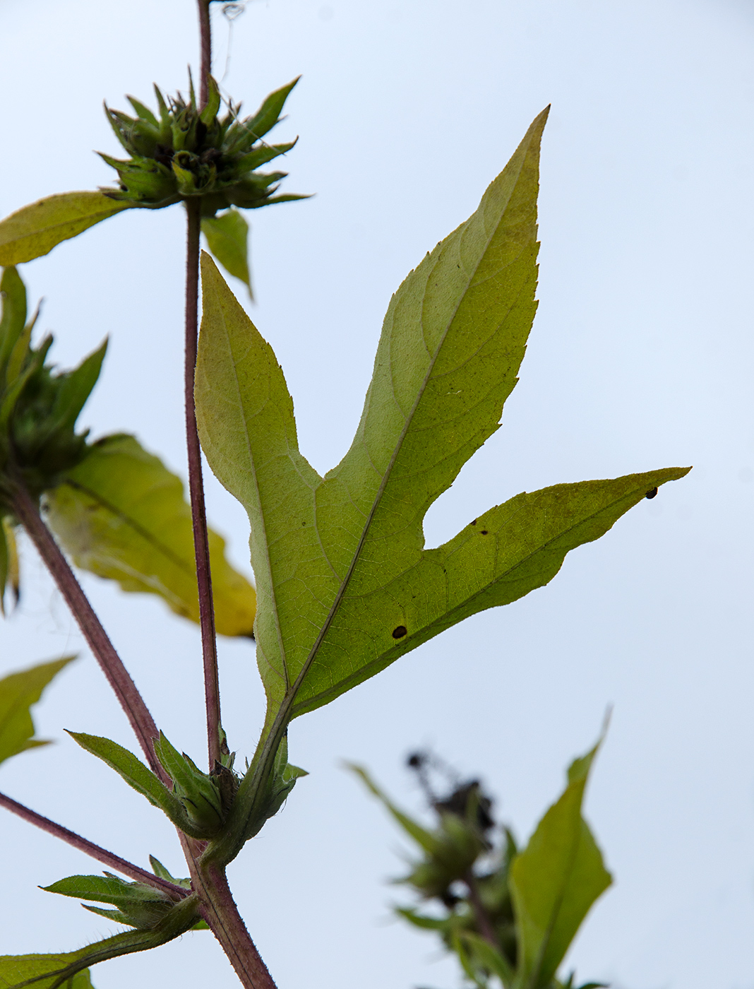 Image of Ambrosia trifida specimen.