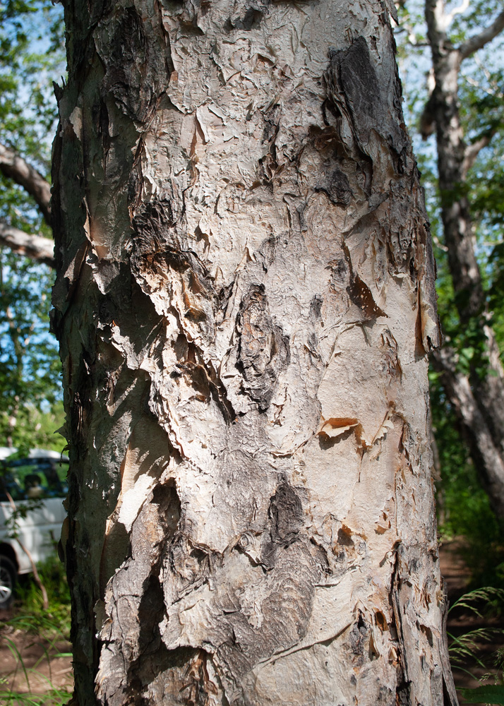 Изображение особи Betula ermanii.