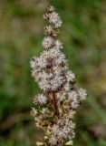 Solidago virgaurea. Соплодия. Московская обл., окр. г. Железнодорожный, долина р. Чёрная, залежь. 26.08.2024.